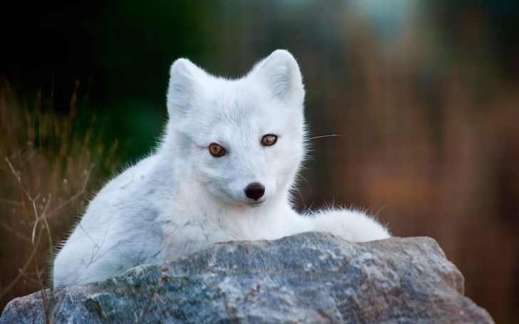 Sfondi Arctic Fox