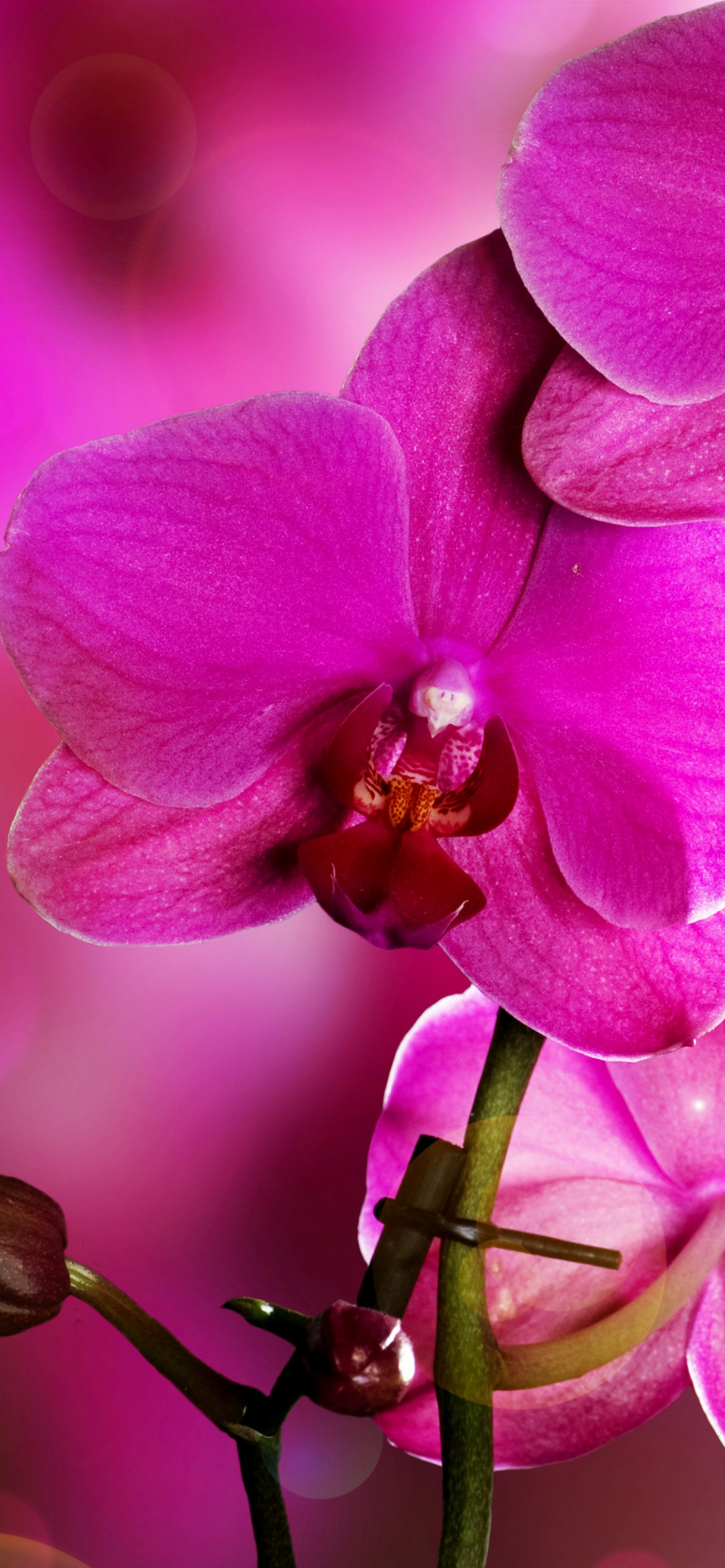 Sfondi Phalaenopsis, Pink Orchids 1170x2532