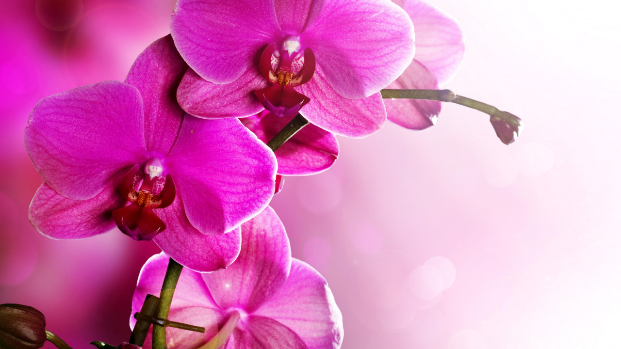 Fondo de pantalla Phalaenopsis, Pink Orchids 1280x720