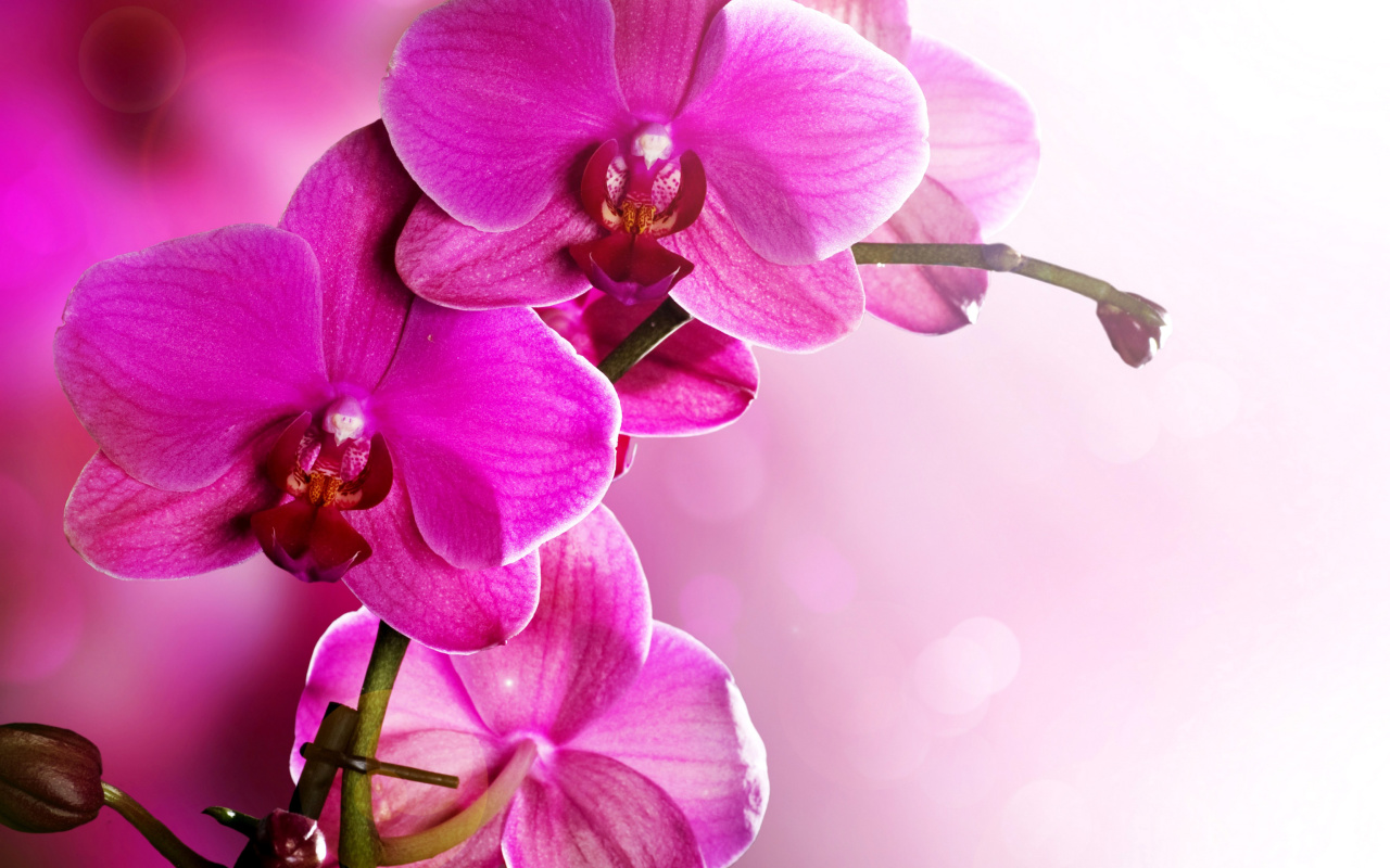 Screenshot №1 pro téma Phalaenopsis, Pink Orchids 1280x800