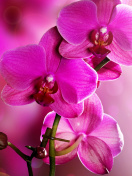 Sfondi Phalaenopsis, Pink Orchids 132x176