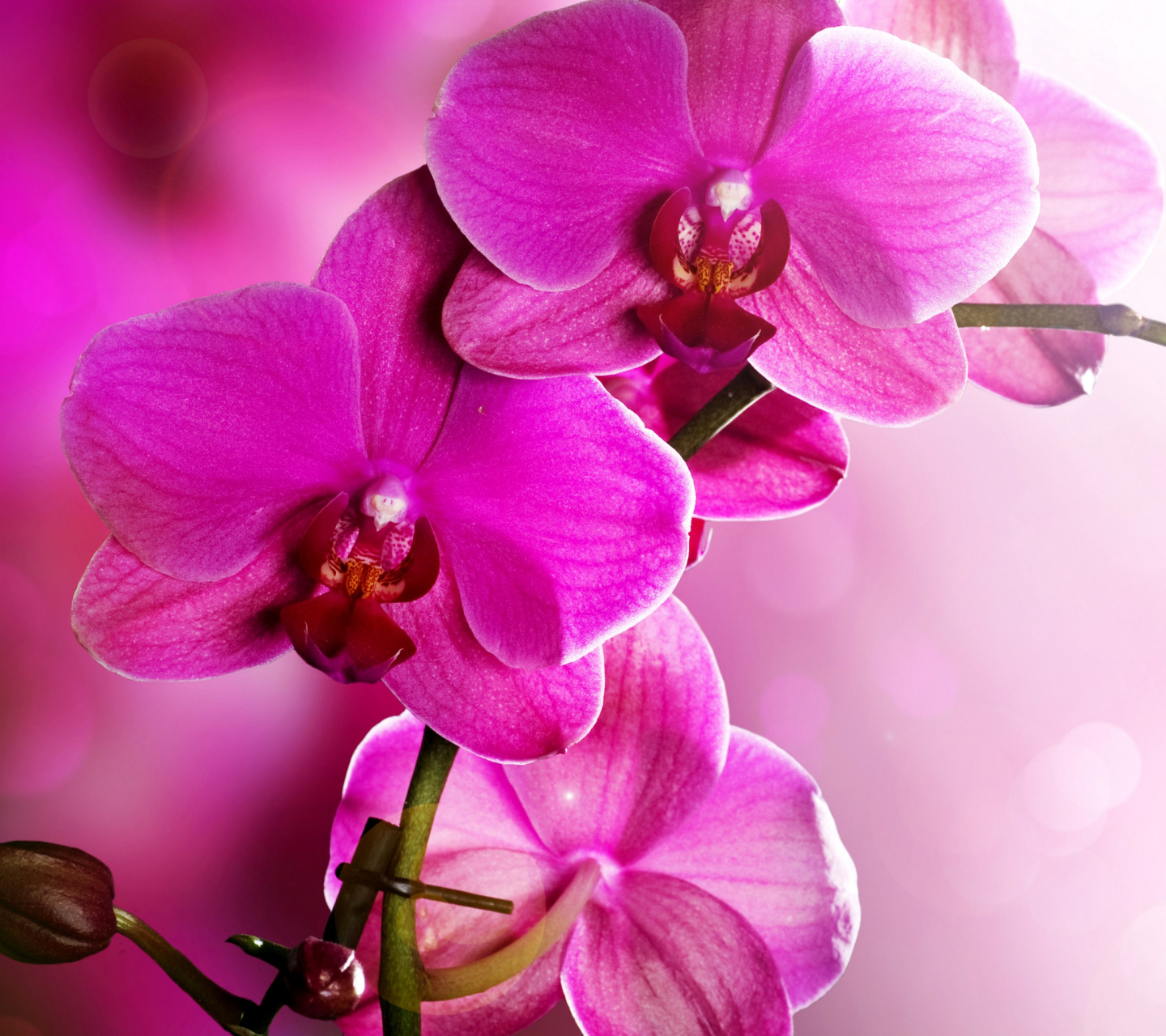 Phalaenopsis, Pink Orchids wallpaper 1440x1280
