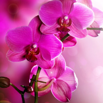 Phalaenopsis, Pink Orchids wallpaper 208x208