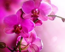 Das Phalaenopsis, Pink Orchids Wallpaper 220x176