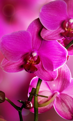 Phalaenopsis, Pink Orchids wallpaper 240x400