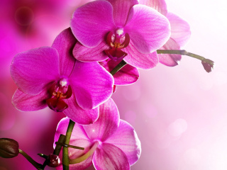 Das Phalaenopsis, Pink Orchids Wallpaper 320x240