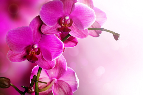 Phalaenopsis, Pink Orchids wallpaper 480x320