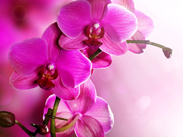 Das Phalaenopsis, Pink Orchids Wallpaper 640x480