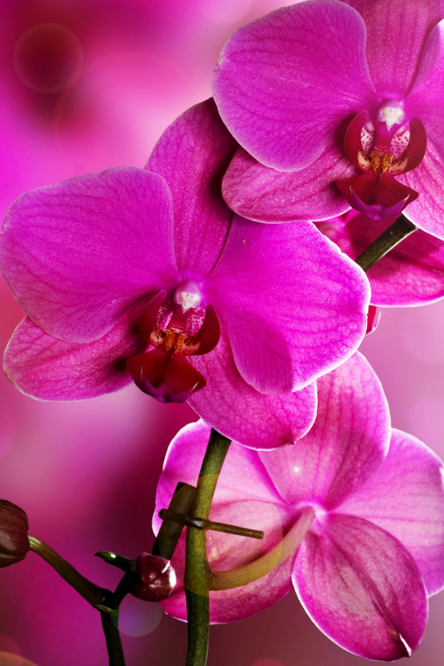 Обои Phalaenopsis, Pink Orchids 640x960