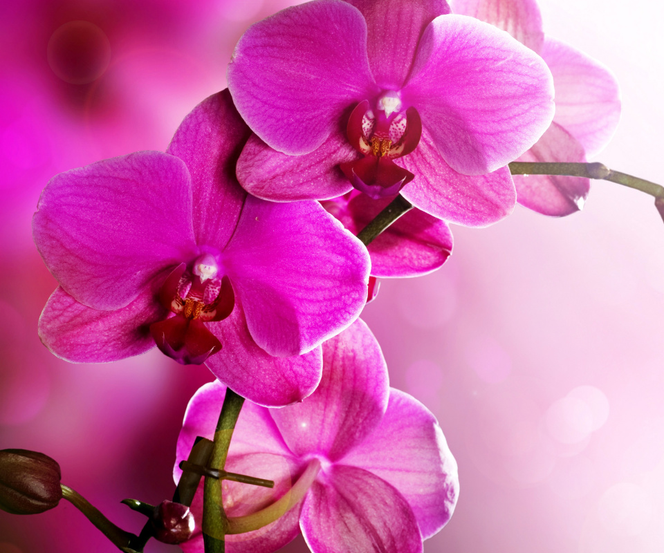 Sfondi Phalaenopsis, Pink Orchids 960x800