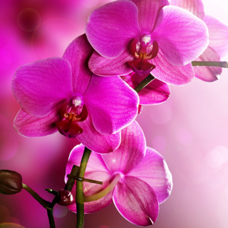 Kostenloses Phalaenopsis, Pink Orchids Wallpaper für 128x128