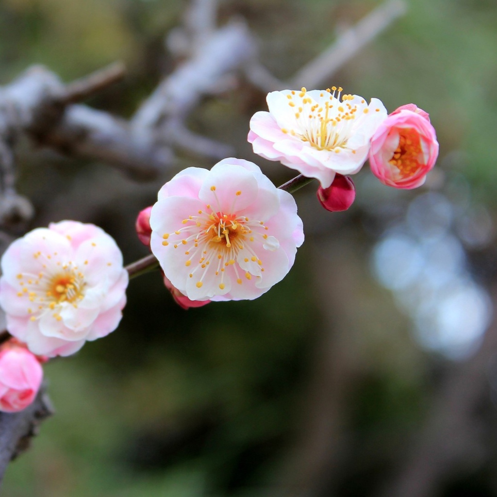 Обои Blooming Apple Tree 1024x1024