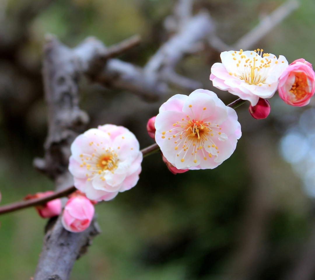 Das Blooming Apple Tree Wallpaper 1080x960