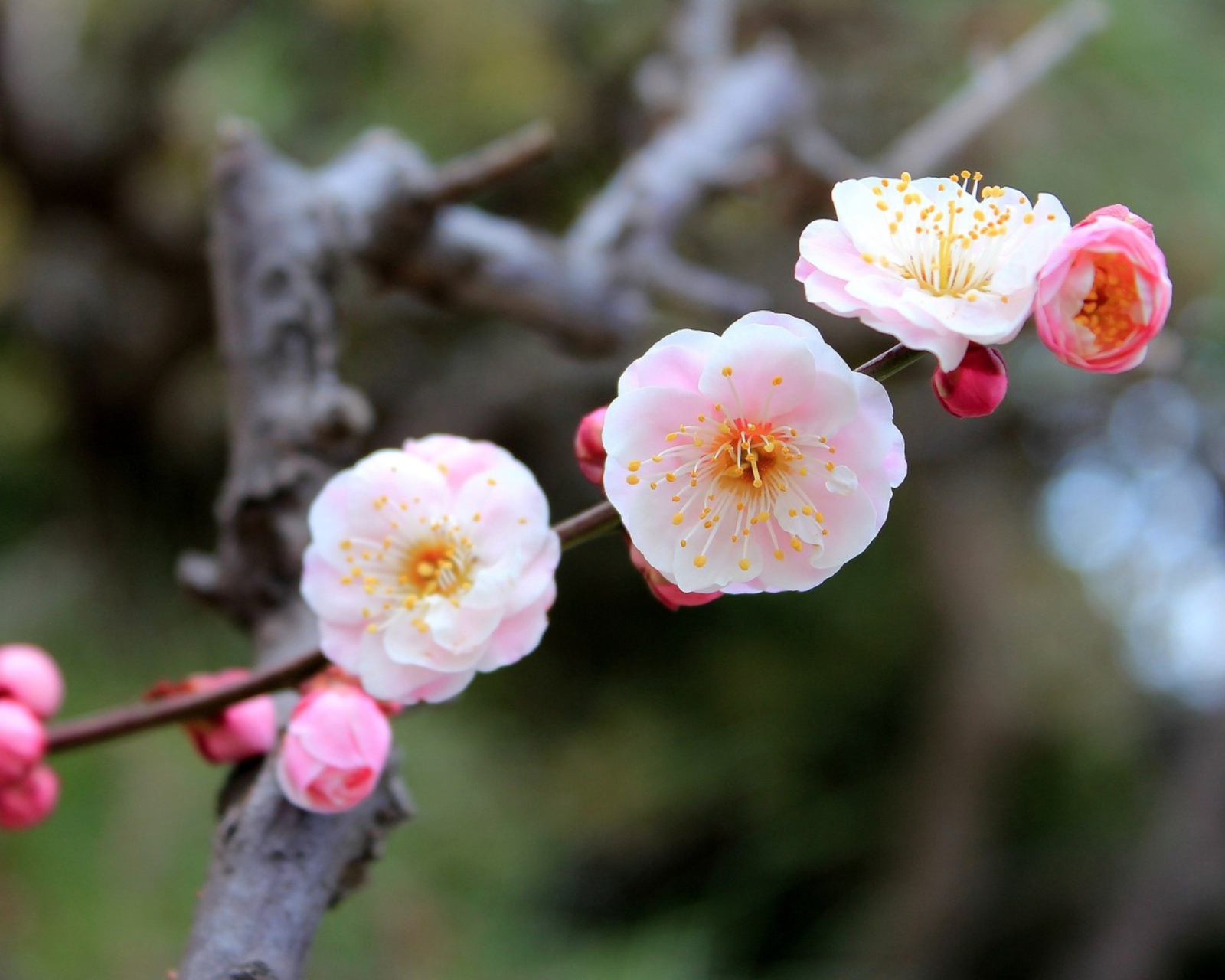 Sfondi Blooming Apple Tree 1600x1280