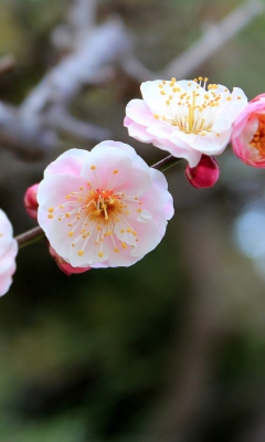 Sfondi Blooming Apple Tree 240x400