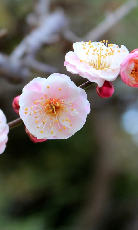 Обои Blooming Apple Tree 480x800