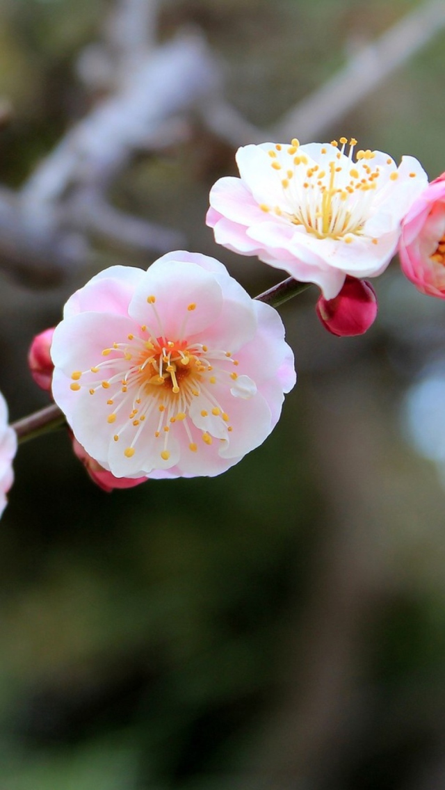 Sfondi Blooming Apple Tree 640x1136