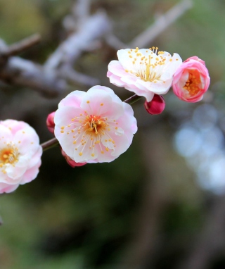 Blooming Apple Tree - Obrázkek zdarma pro Nokia C1-00