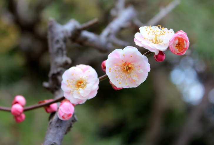 Fondo de pantalla Blooming Apple Tree