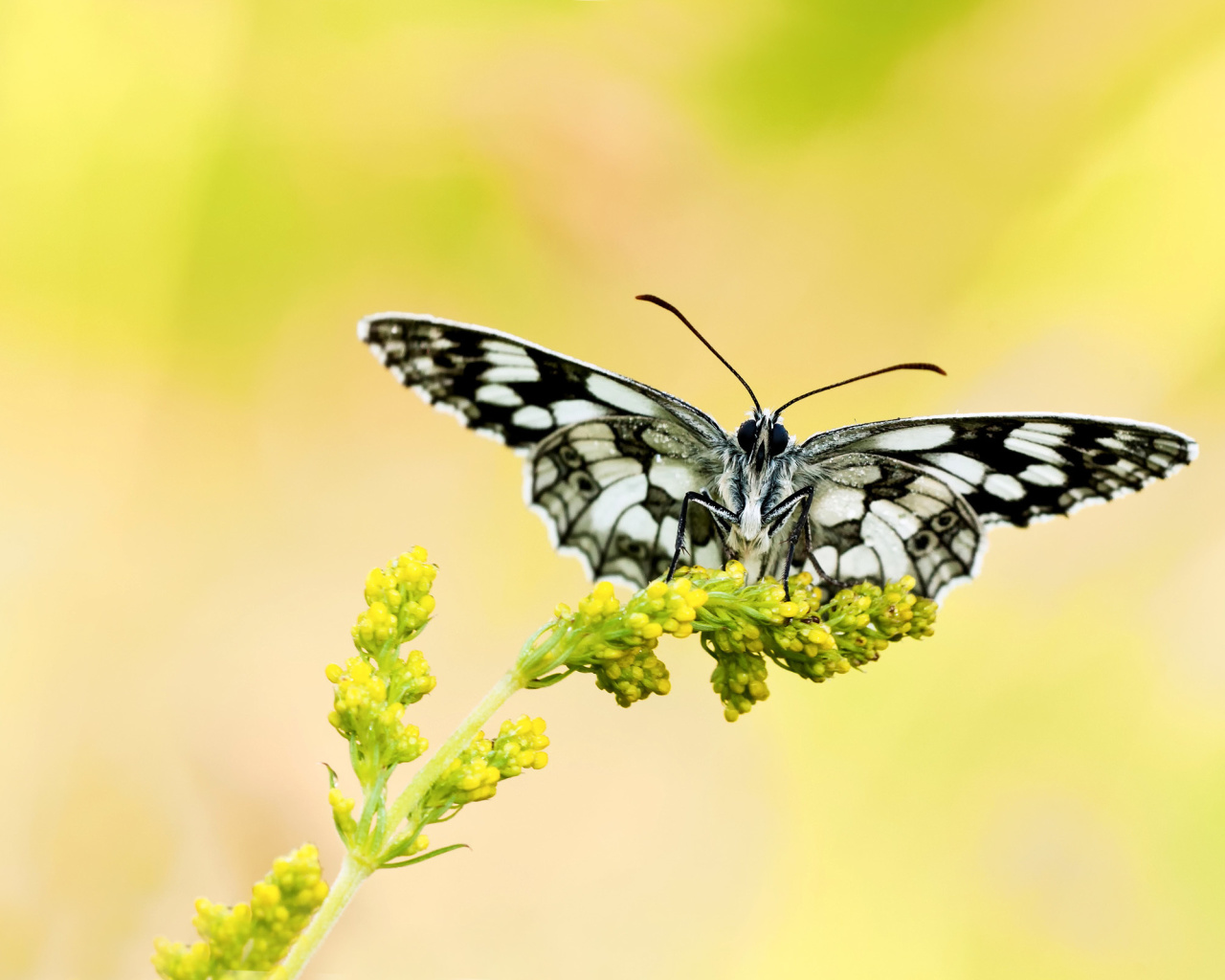 Yellow Butterfly Background wallpaper 1280x1024