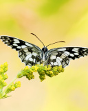 Yellow Butterfly Background wallpaper 128x160