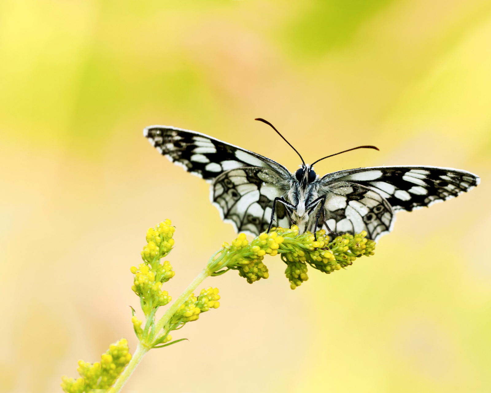 Das Yellow Butterfly Background Wallpaper 1600x1280