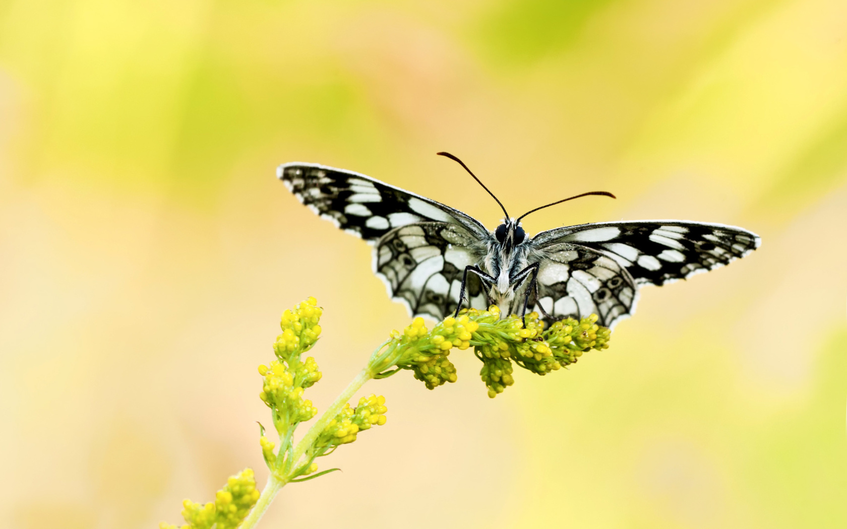 Das Yellow Butterfly Background Wallpaper 1680x1050