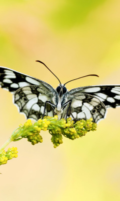 Yellow Butterfly Background screenshot #1 240x400