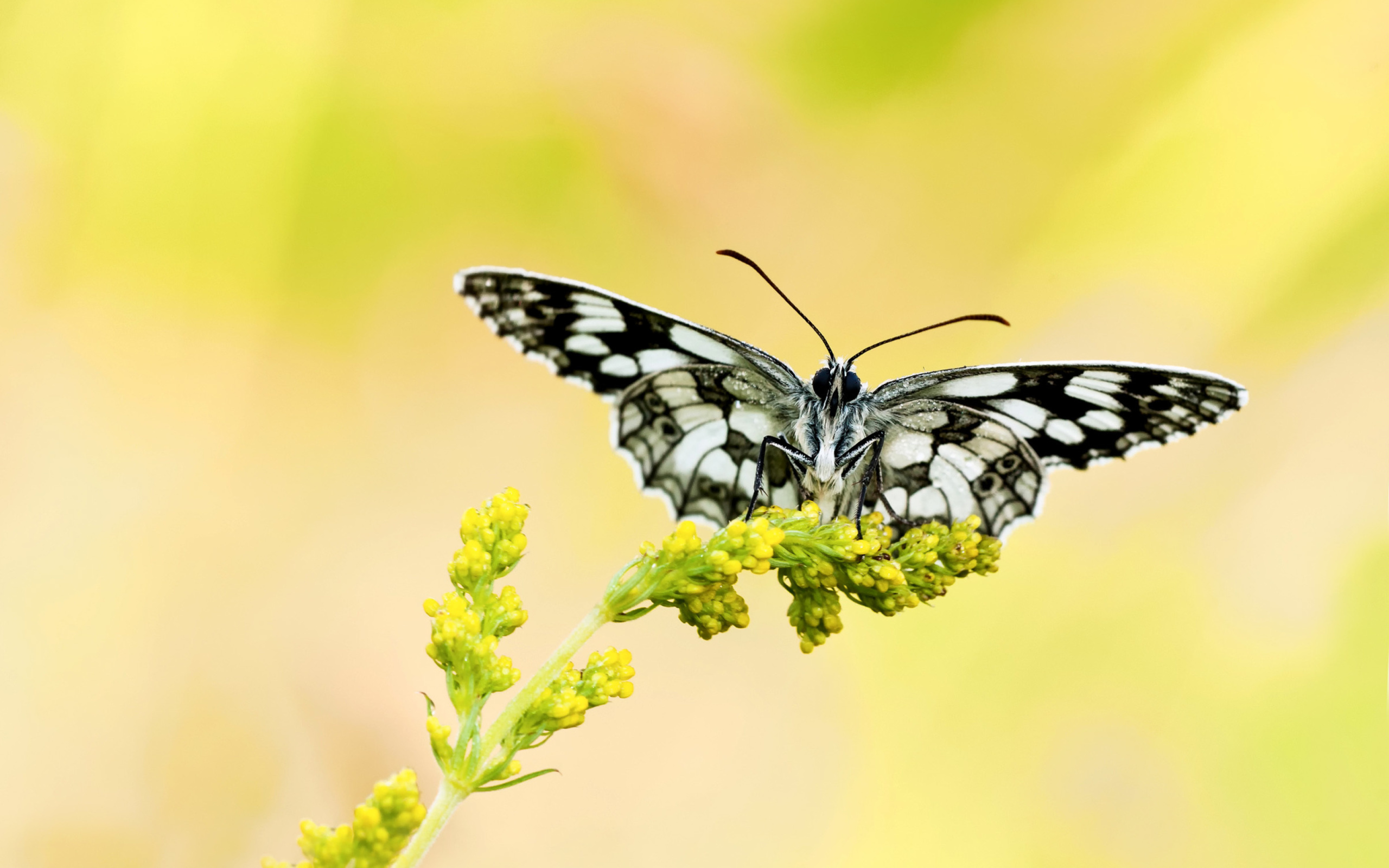 Yellow Butterfly Background wallpaper 2560x1600