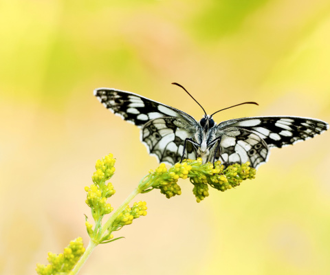 Yellow Butterfly Background wallpaper 480x400