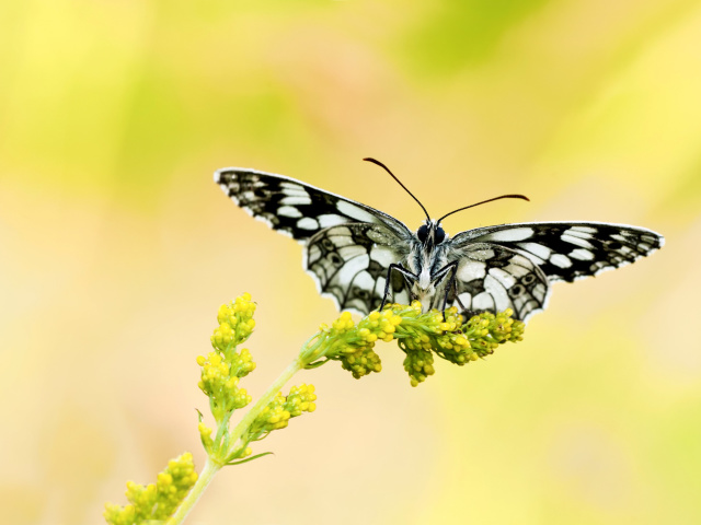 Yellow Butterfly Background wallpaper 640x480