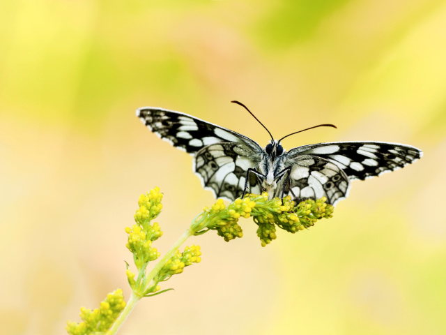 Обои Yellow Butterfly Background 640x480