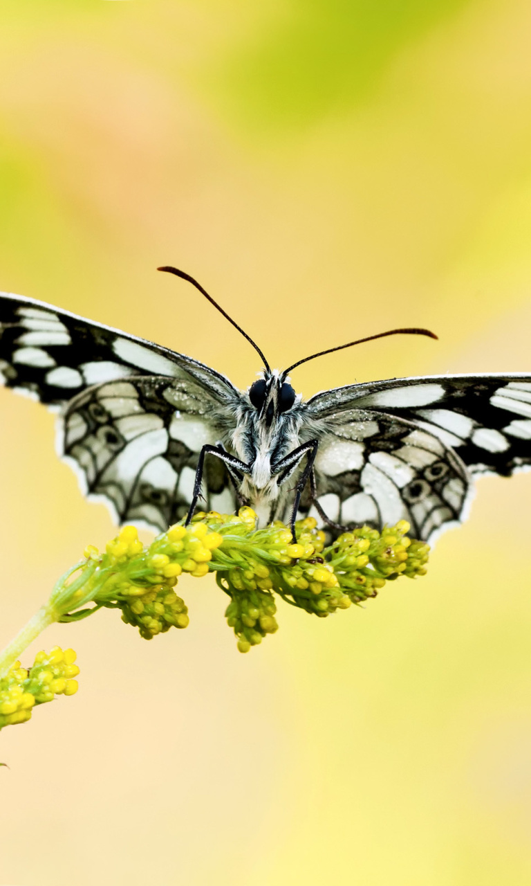 Yellow Butterfly Background wallpaper 768x1280