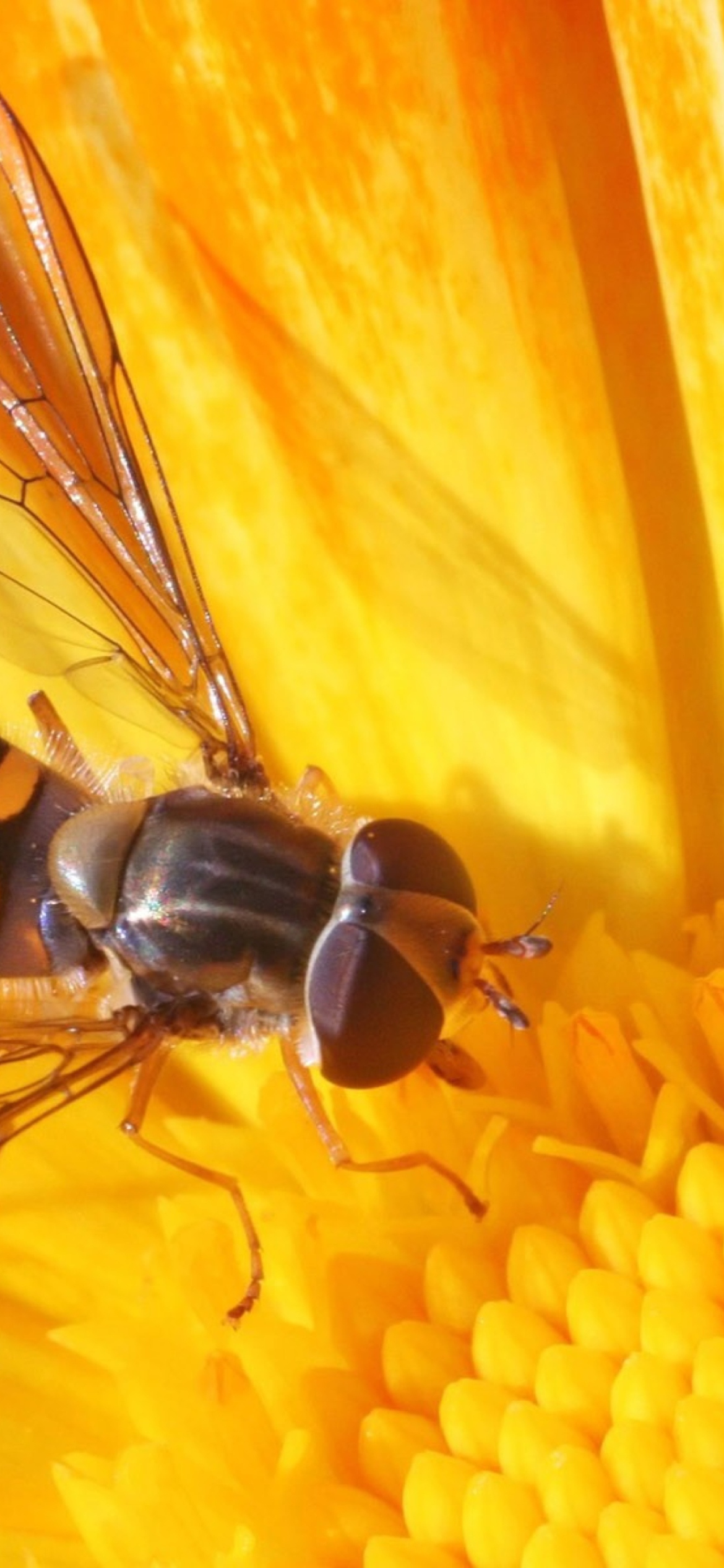 Bee On Flower wallpaper 1170x2532