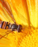 Обои Bee On Flower 128x160