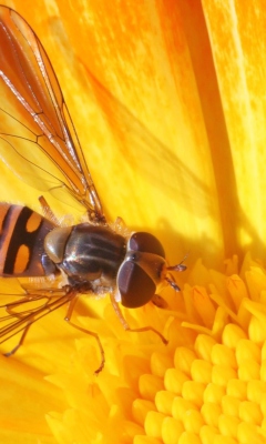 Bee On Flower wallpaper 240x400