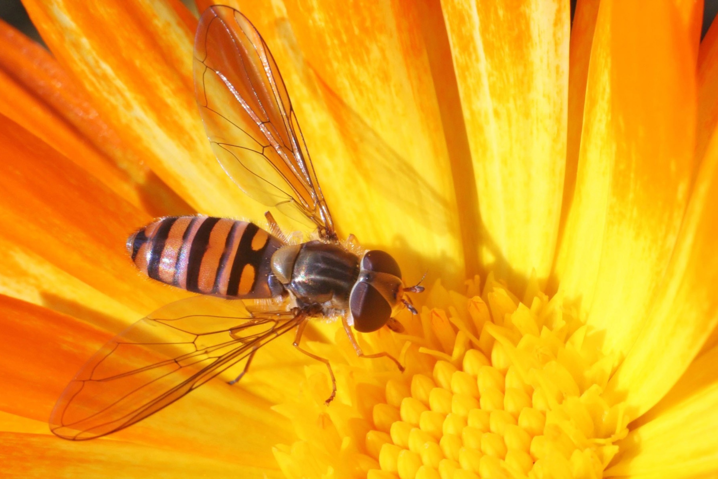 Fondo de pantalla Bee On Flower 2880x1920