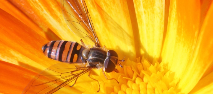 Fondo de pantalla Bee On Flower 720x320