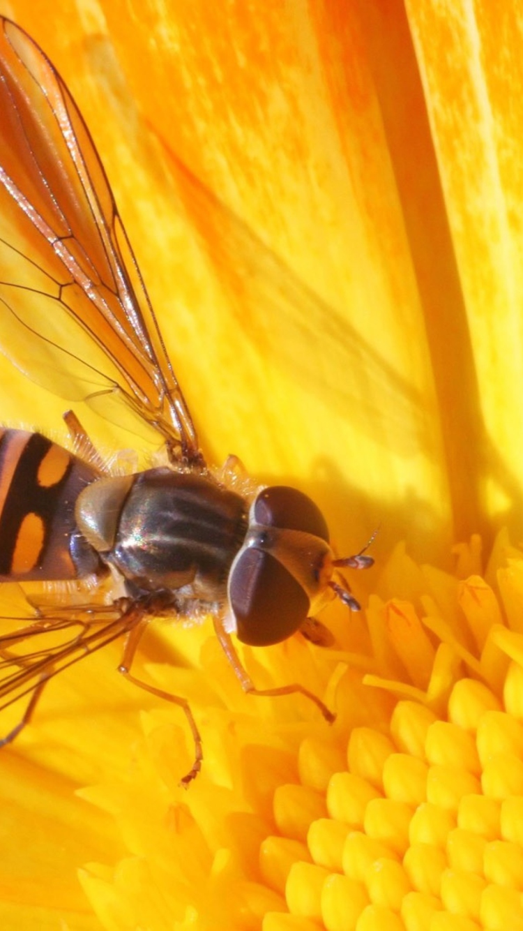 Bee On Flower wallpaper 750x1334