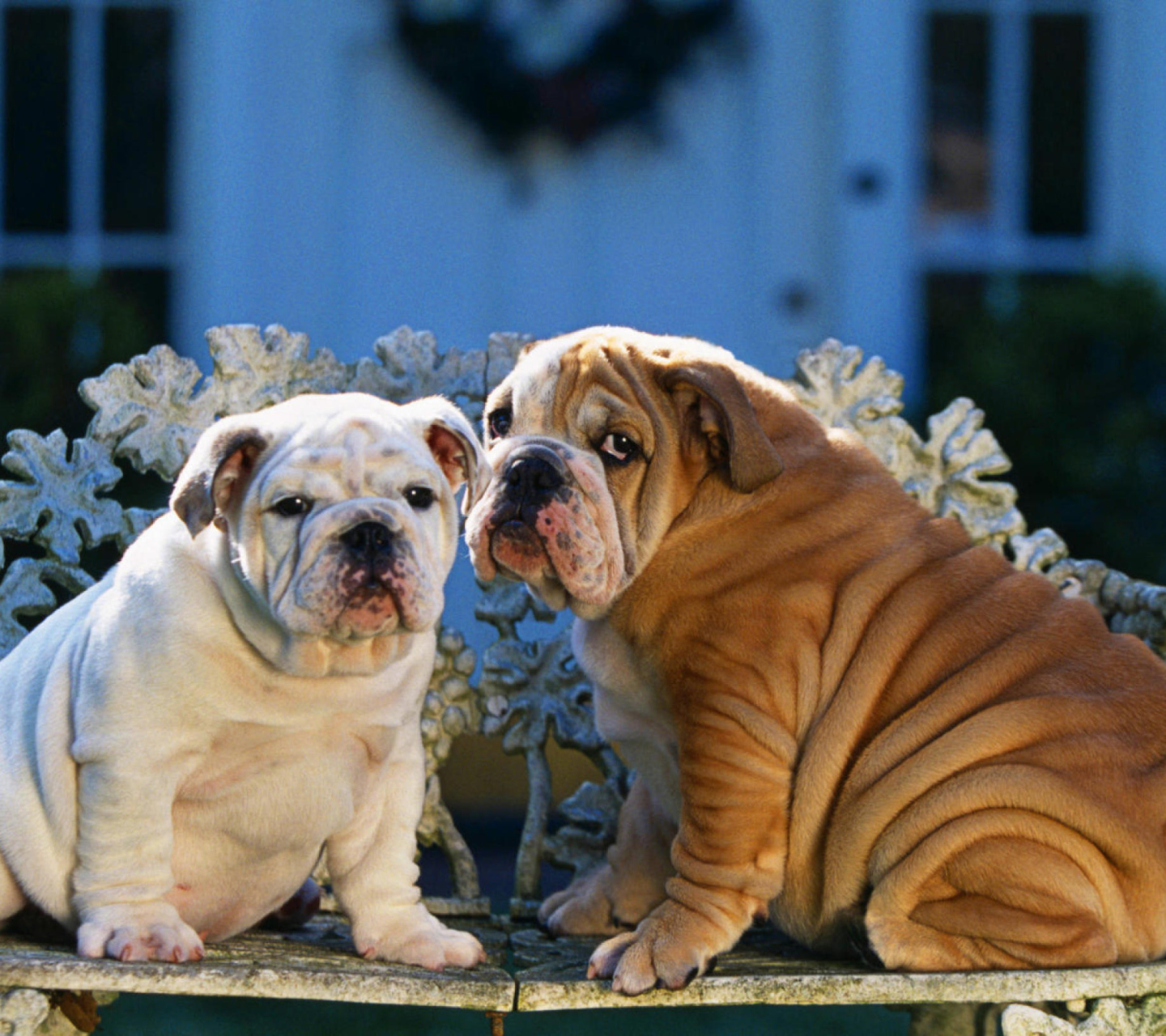 Sfondi Shar Pei Dogs 1440x1280