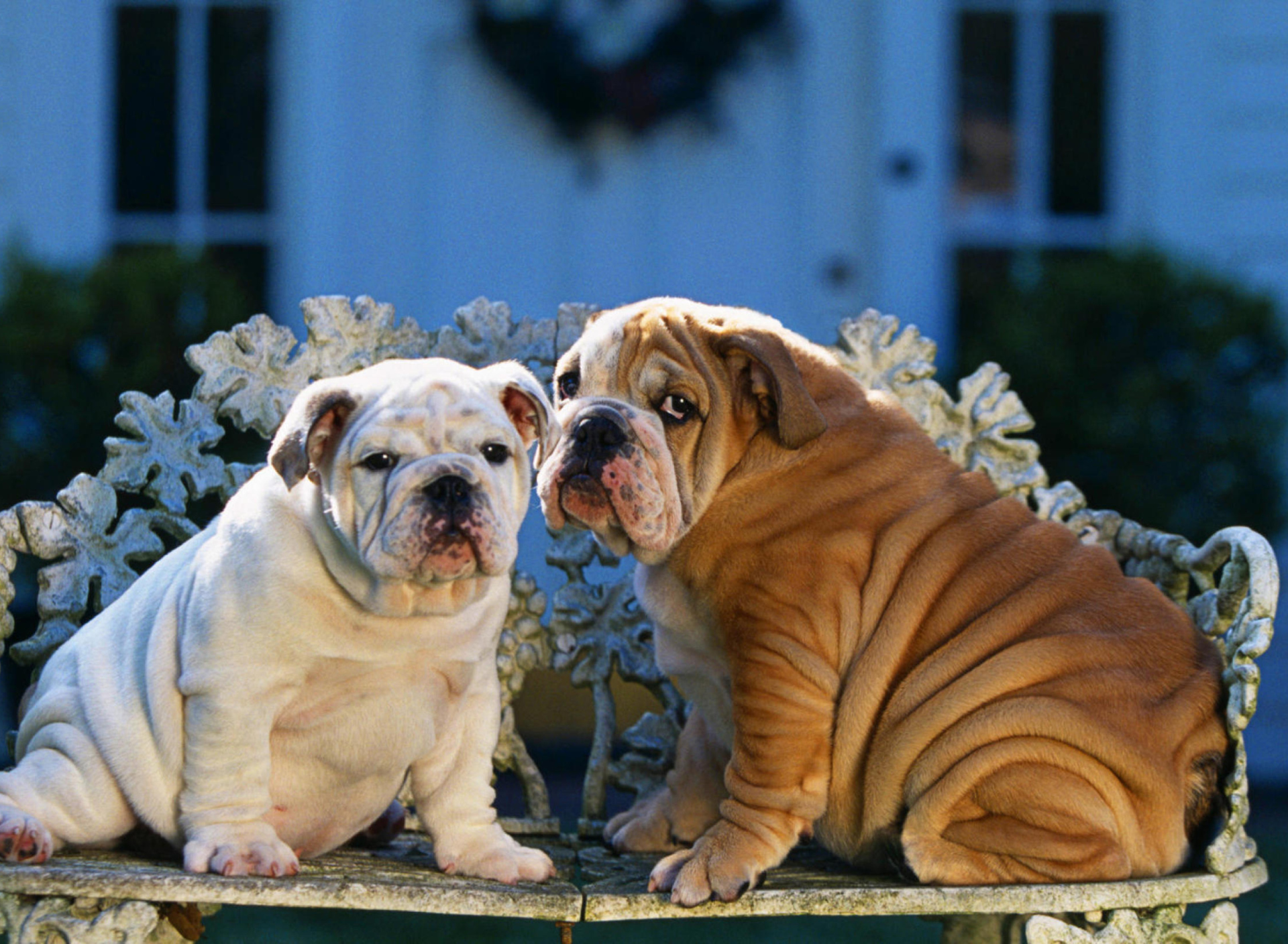 Shar Pei Dogs wallpaper 1920x1408