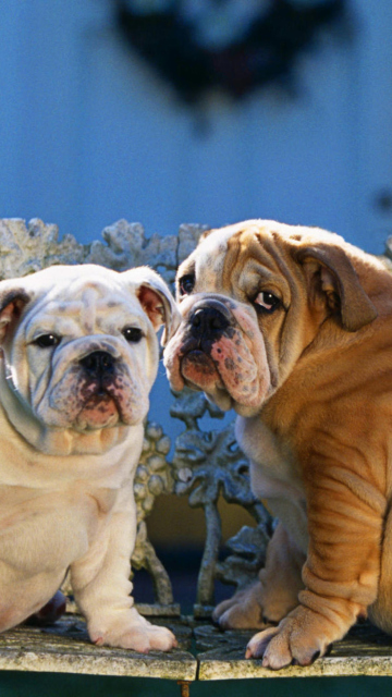 Fondo de pantalla Shar Pei Dogs 360x640