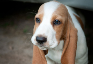 Kostenloses Puppy Cute Dog Wallpaper für Android, iPhone und iPad