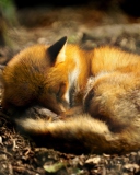 Das Little Fox Wallpaper 128x160