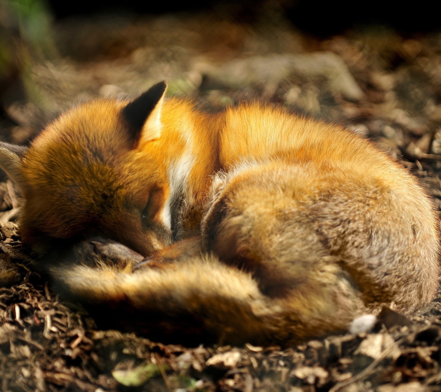 Das Little Fox Wallpaper 1440x1280