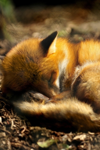 Little Fox wallpaper 320x480