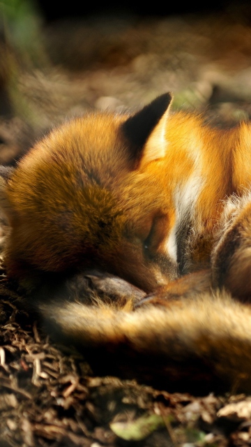 Little Fox screenshot #1 360x640