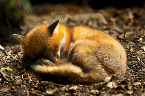 Das Little Fox Wallpaper 480x320