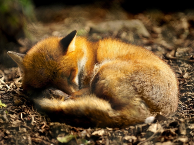 Das Little Fox Wallpaper 640x480