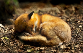 Little Fox Wallpaper for Android, iPhone and iPad